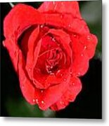 Red Rose With Rain Drops Metal Print