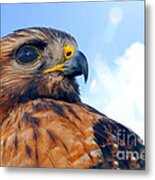 Red Shouldered Hawk Portrait Metal Print