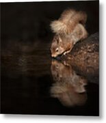 Red Squirrel Reflection Metal Print