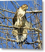 Red Tailed Hawk In Winter Metal Print