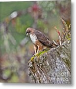 Red-tailed Hawk Metal Print