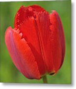 Red Tulip Green Background Metal Print