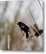 Red Winged Black Bird Metal Print