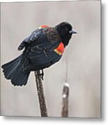 Red-winged Blackbird Metal Print