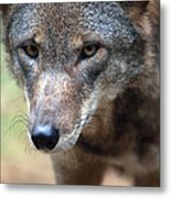 Red Wolf Closeup Metal Print