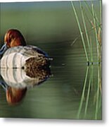 Redhead Duck Male With Reflection Metal Print