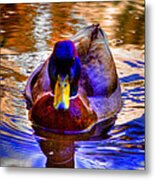 Reflected Duck Metal Print