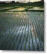 Rice Fields, Near Ubud Bali, Indonesia Metal Print