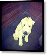 #rich #dog #lives #in #penthouse #white Metal Print