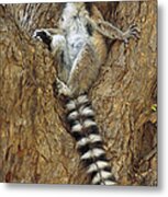 Ring-tailed Lemur In A Tree Metal Print