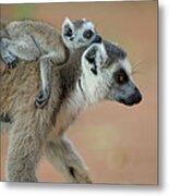 Ring-tailed Lemur Lemur Catta Baby Metal Print