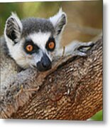 Ring-tailed Lemur Resting Metal Print