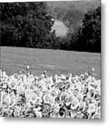 Rolling Hill Of Sunflowers Water And Trees Metal Print