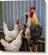 Rooster Rules Some Metal Print