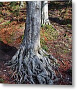 Rooted To The Spot Metal Print