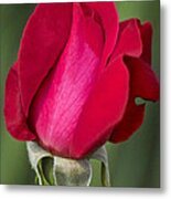 Rose Flower Series 1 Metal Print