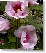 Rose Pink Hollyhocks Metal Print