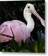 Roseate Spoonbill Metal Print