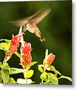 Ruby Throat Hummingbird Metal Print