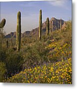 Saguaro Cacti And California Poppy Metal Print