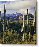 Saguaro Cacti And Santa Catalina Metal Print