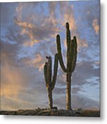 Saguaro Carnegiea Gigantea Cacti, Cabo Metal Print