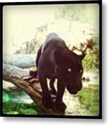 Salsa The Jaguar Metal Print