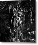 Saw Oats In River Flood Area Metal Print