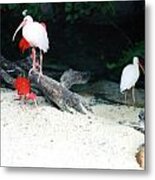Scarlet Ibis And Spoonbills Metal Print