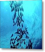 School Of Cortez Sea Chub Fishes Metal Print