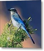 Scrub Jay Metal Print