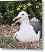 Sea Gull Protecting Its Young Metal Print