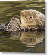 Sea Otter  Elkhorn Slough Monterey Bay Metal Print