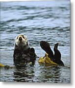 Sea Otter Enhydra Lutris Wrapped Metal Print