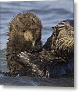 Sea Otter Mother Holding Pup Monterey Metal Print