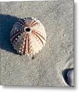 Sea Urchin And Shell Metal Print