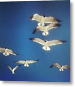 #seagull #birds #bird #sky #blue #white Metal Print