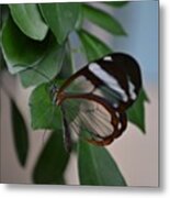 See-through Wings  #butterfly #nature Metal Print
