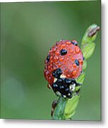 Seven-spotted Lady Beetle On Grass With Dew Metal Print