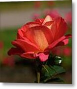 Shanty Rose Metal Print