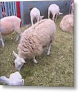 Sheep In Shear Panic Metal Print