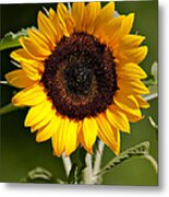 Shining Sunflower Metal Print