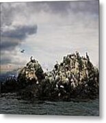 Shorebirds In Kachemak Bay Alaska Metal Print