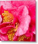 Shy Camellia Metal Print