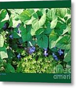 Shy Violets Metal Print