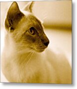 Siamese Feline Metal Print