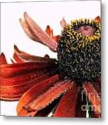 Side Eyed Metal Print