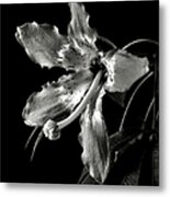 Silk Flower In Black And White Metal Print