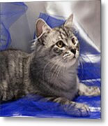 Silver Siberian Kitty On Blue Metal Print