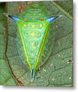 Slug Caterpillar In French Guiana Metal Print